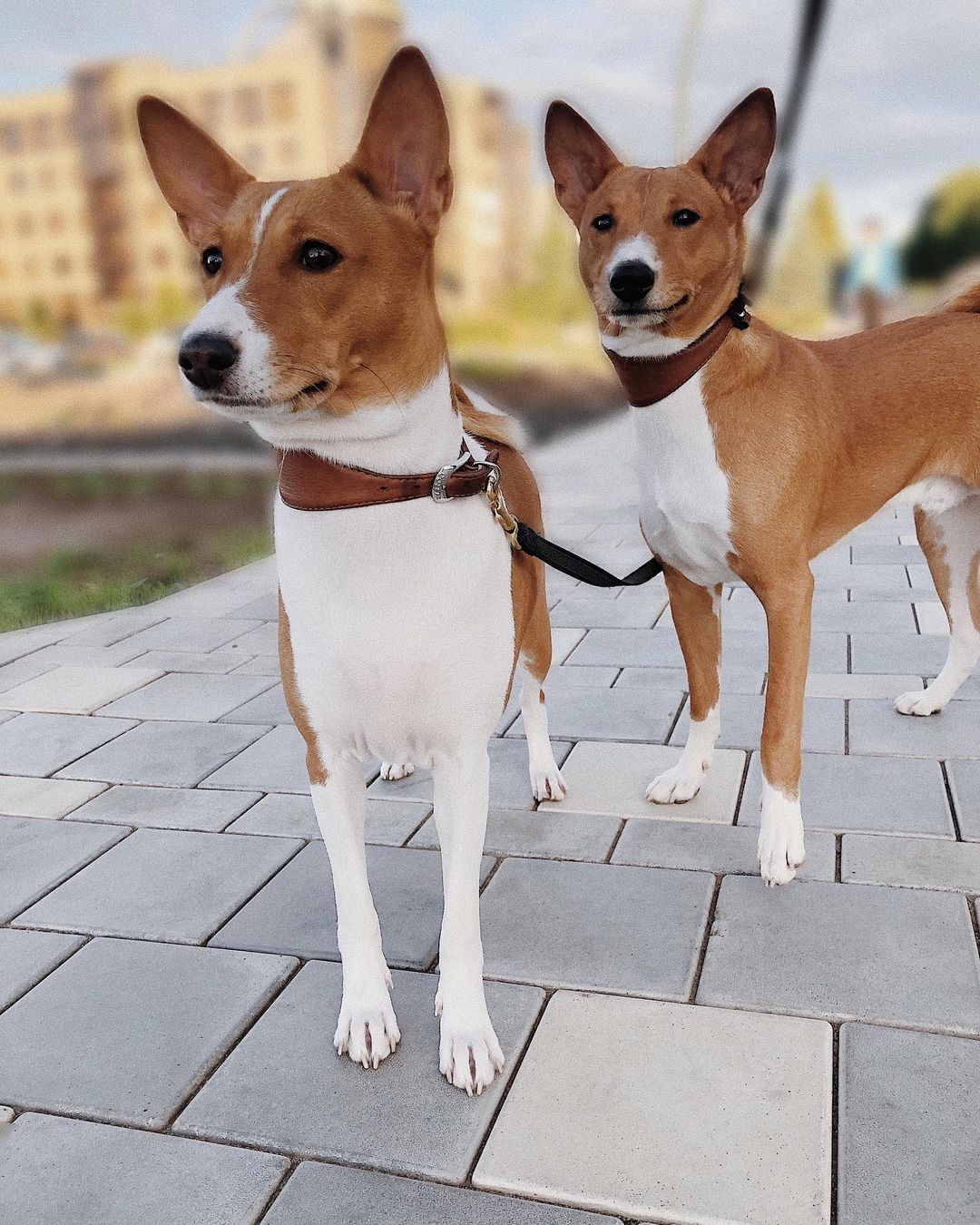 16 Amazing Facts About Basenjis You Probably Never Knew 11