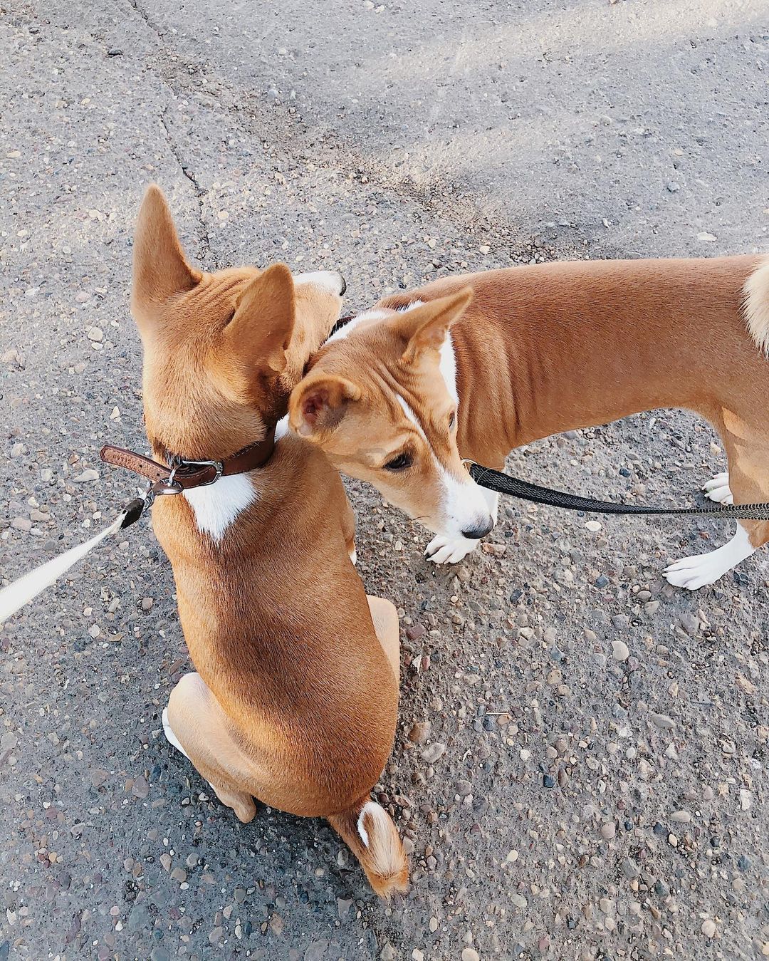 16 Amazing Facts About Basenjis You Probably Never Knew 9