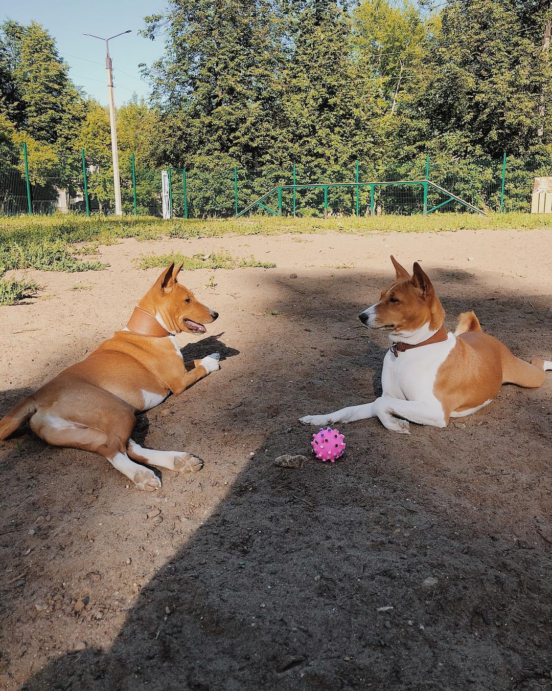 16 Amazing Facts About Basenjis You Probably Never Knew 10