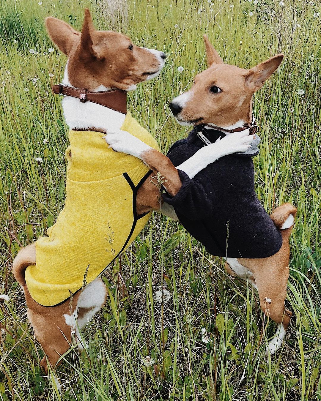 16 Amazing Facts About Basenjis You Probably Never Knew 11