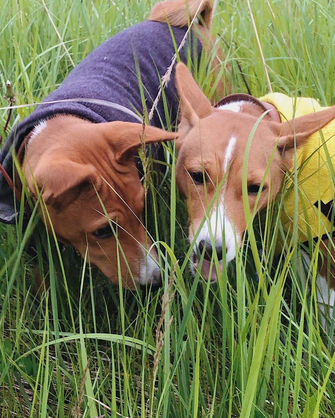 16 Amazing Facts About Basenjis You Probably Never Knew 5