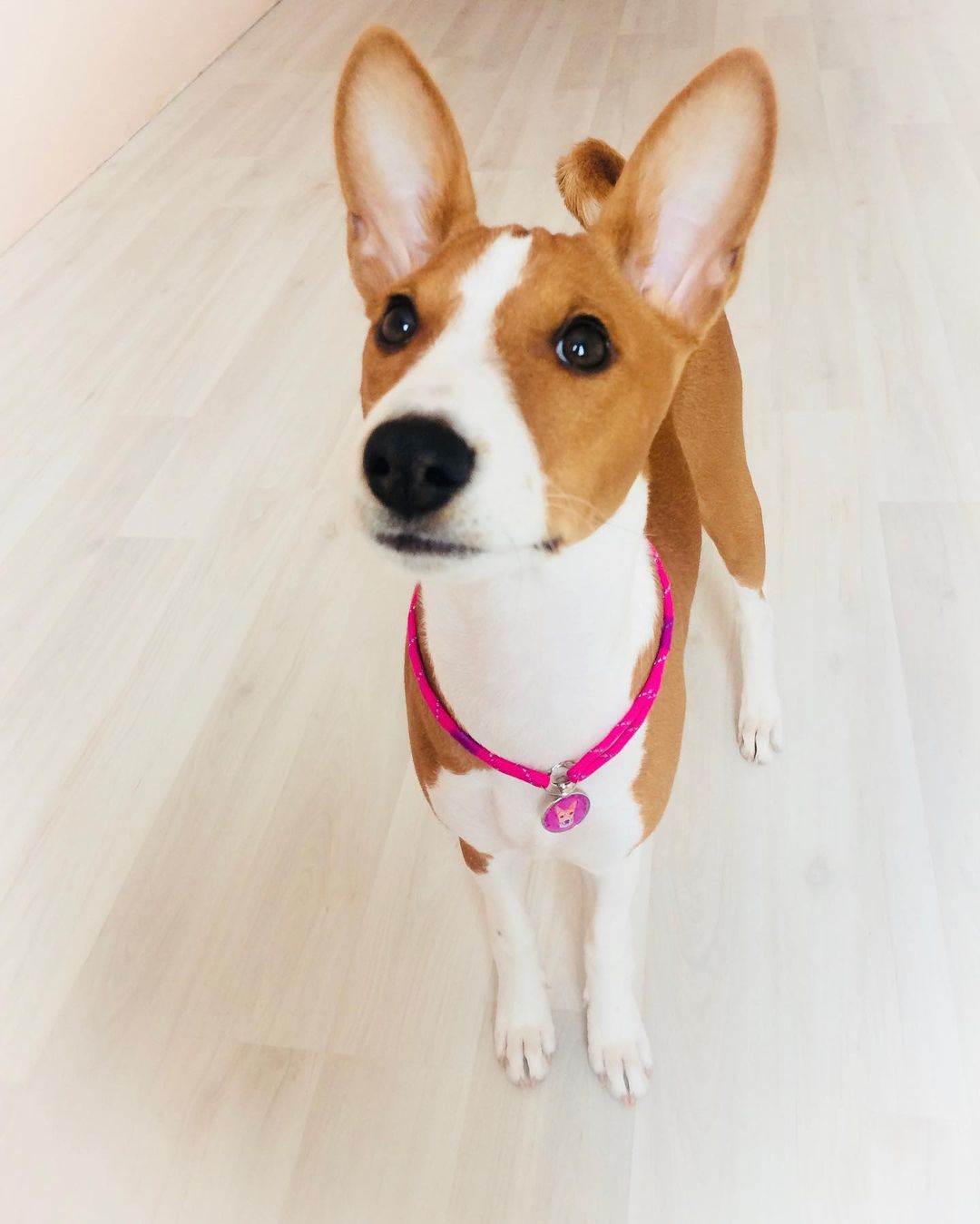 15 Interesting Facts About Basenjis 9