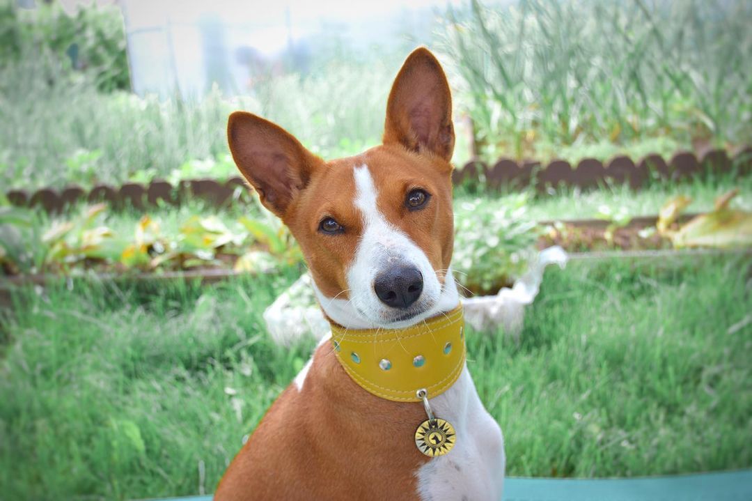 15 Interesting Facts About Basenjis 10