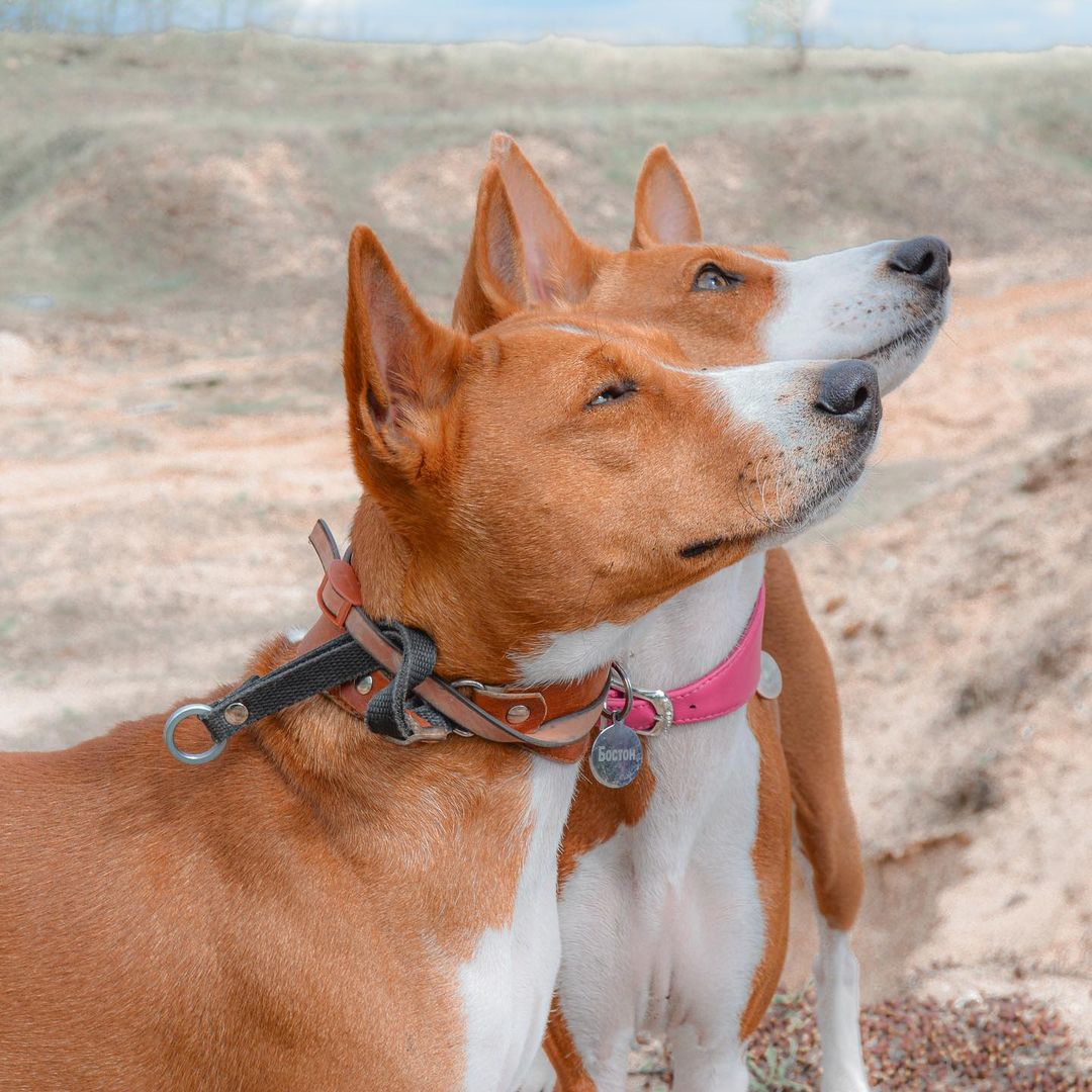 15 Interesting Facts About Basenjis 11