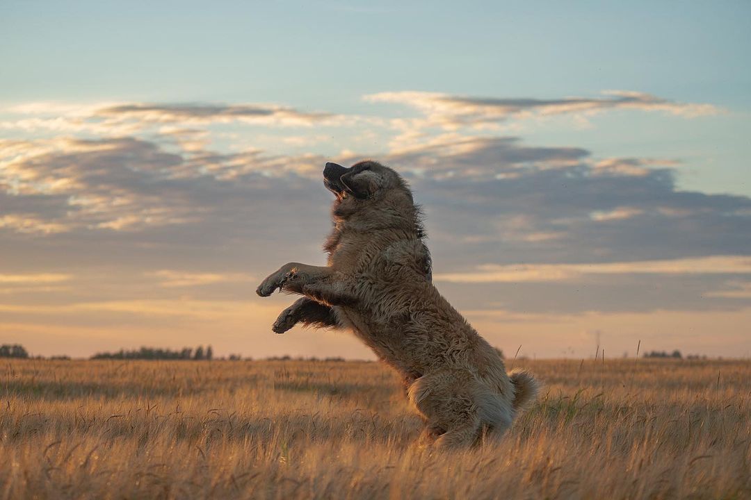 15 Cool Facts About Leonbergers 9 15 Cool Facts About Leonbergers 9