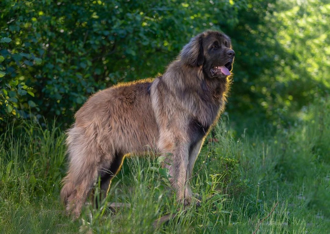 15 Cool Facts About Leonbergers 10