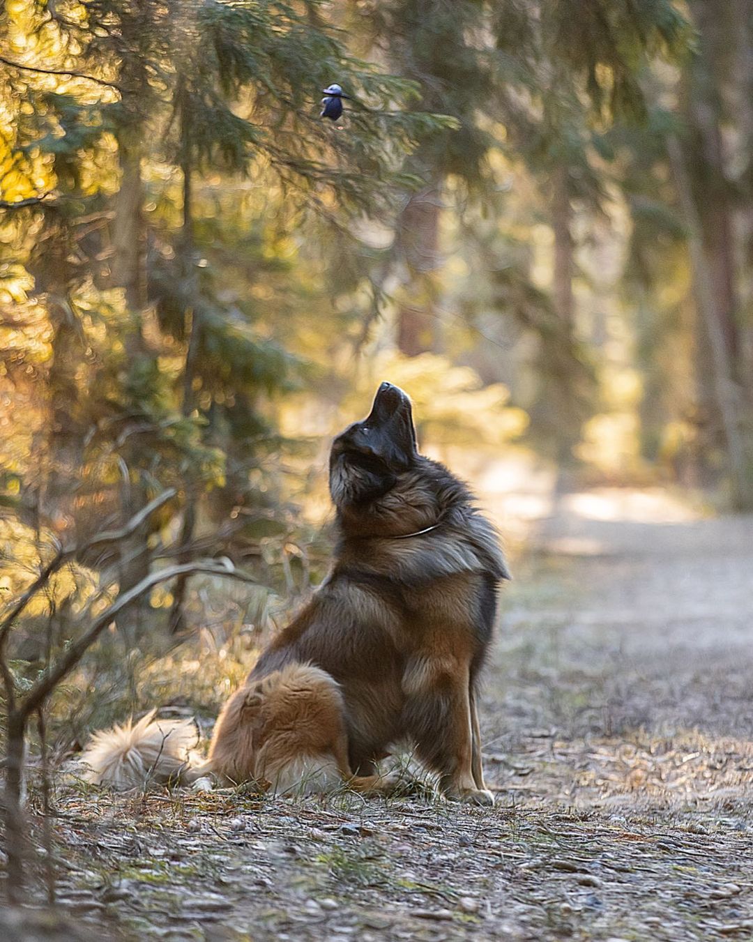 15 Cool Facts About Leonbergers 11