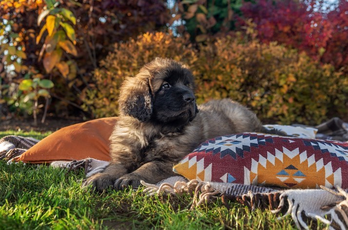 15 Cool Facts About Leonbergers 10