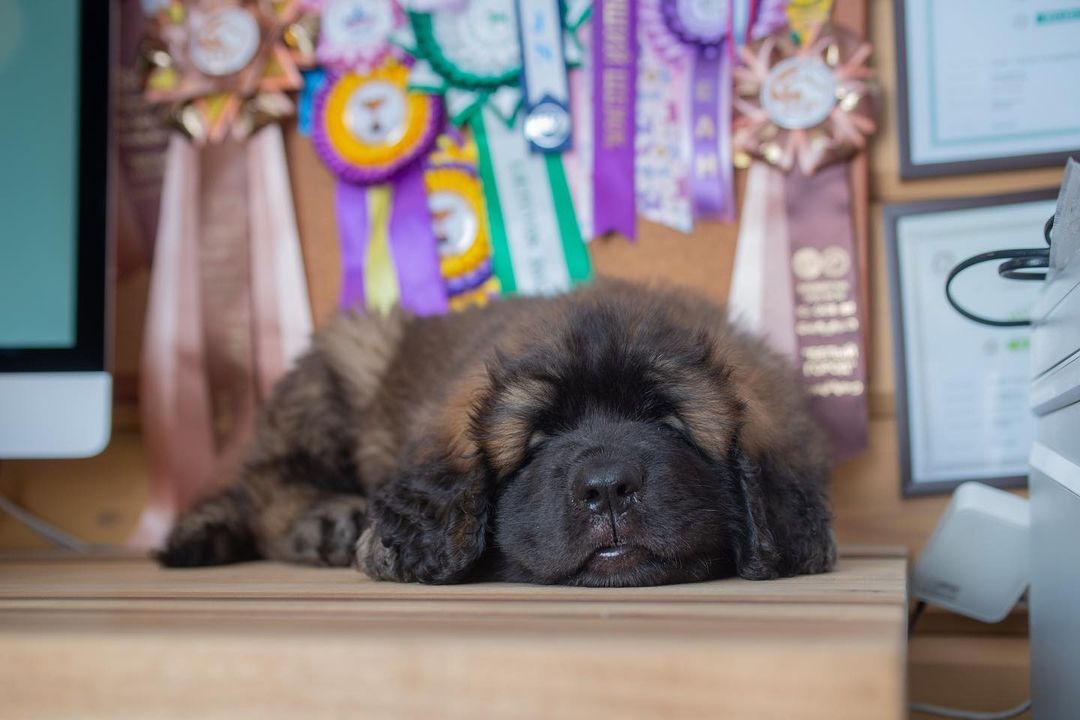 15 Interesting Facts About Leonbergers 10 15 Interesting Facts About Leonbergers 10