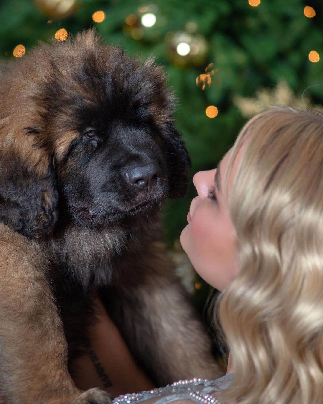 15 Interesting Facts About Leonbergers 11 15 Interesting Facts About Leonbergers 11