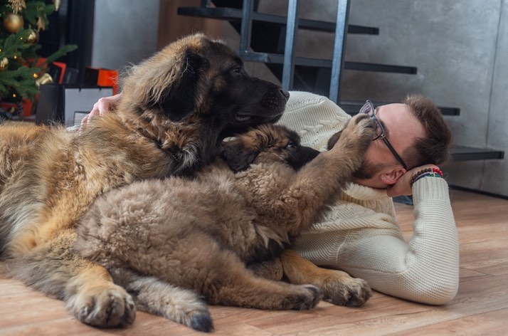 15 Interesting Facts About Leonbergers 9