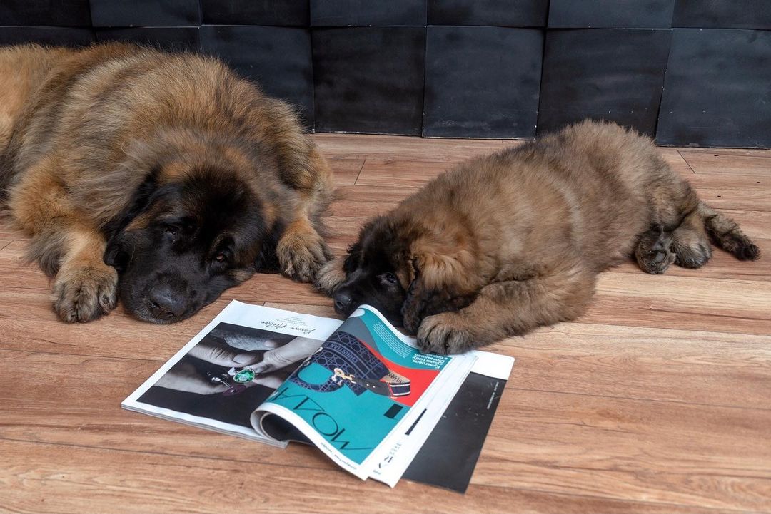 15 Interesting Facts About Leonbergers 11