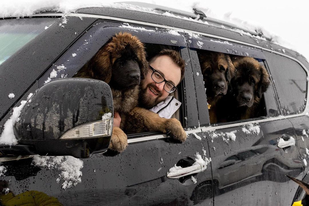 15 Interesting Facts About Leonbergers 9