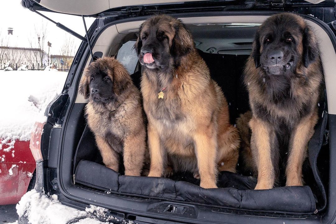 15 Interesting Facts About Leonbergers 10