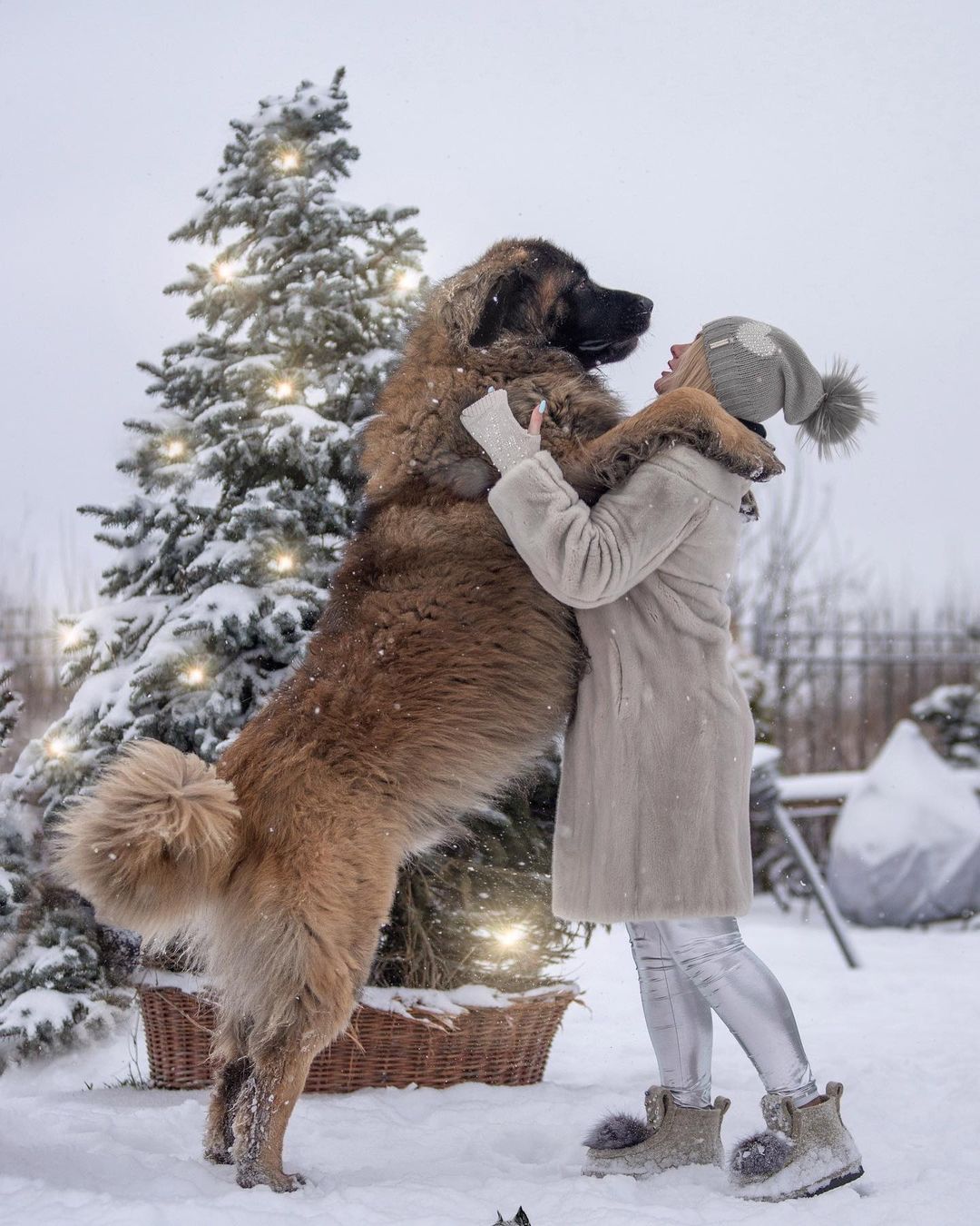 15 Interesting Facts About Leonbergers 10