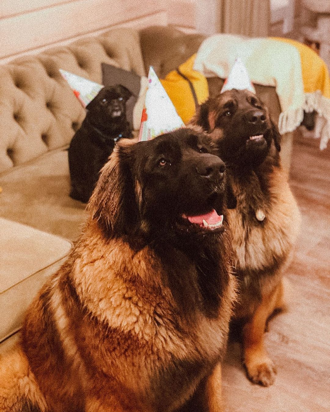 15 Interesting Facts About Leonbergers 10