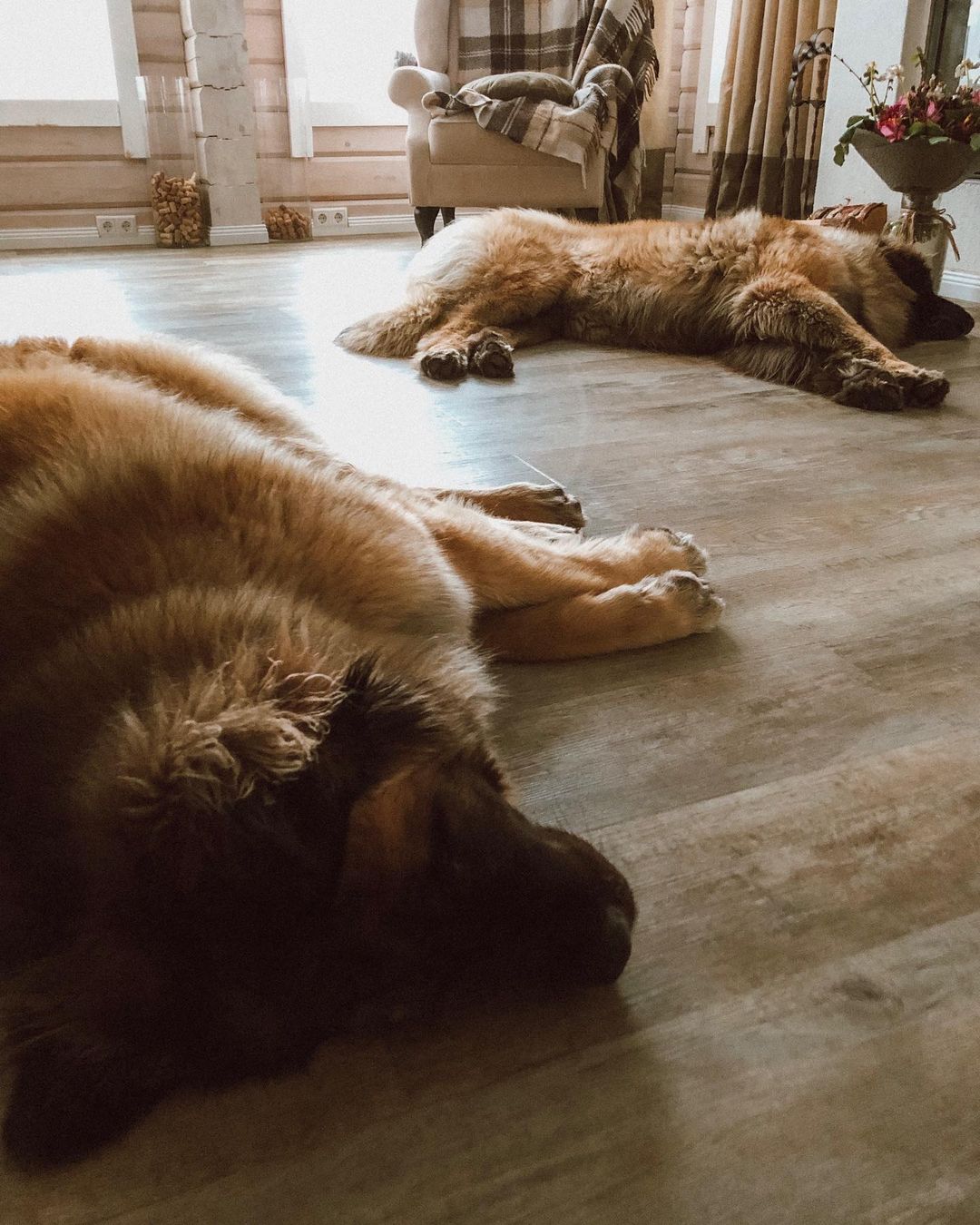 15 Amazing Facts About Leonbergers You Probably Never Knew 9