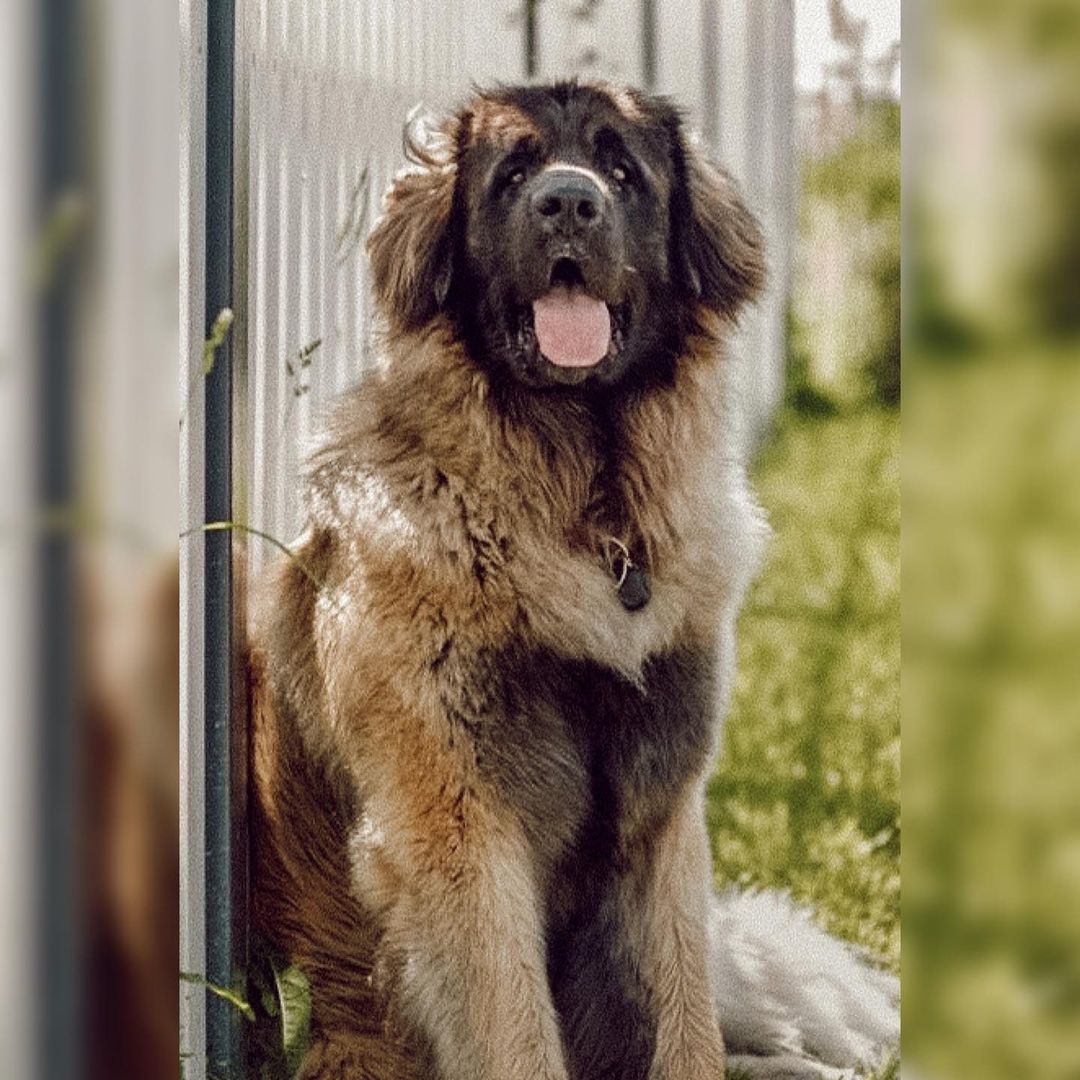 15 Amazing Facts About Leonbergers You Probably Never Knew 11