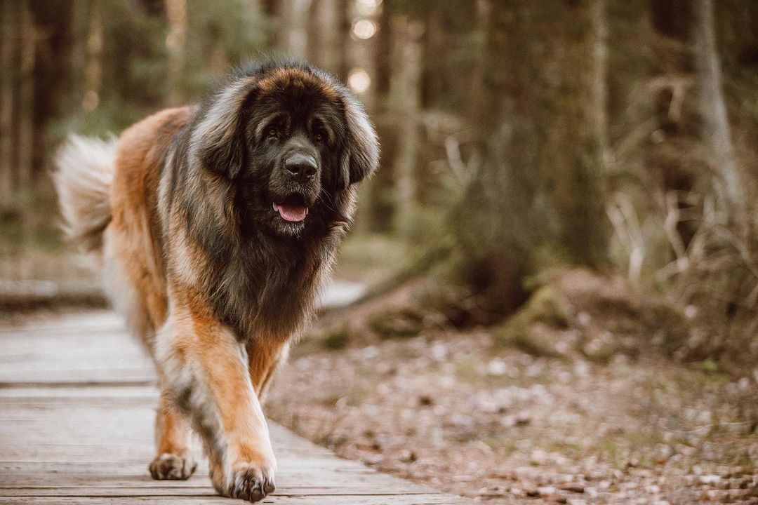 15 Amazing Facts About Leonbergers You Probably Never Knew 9