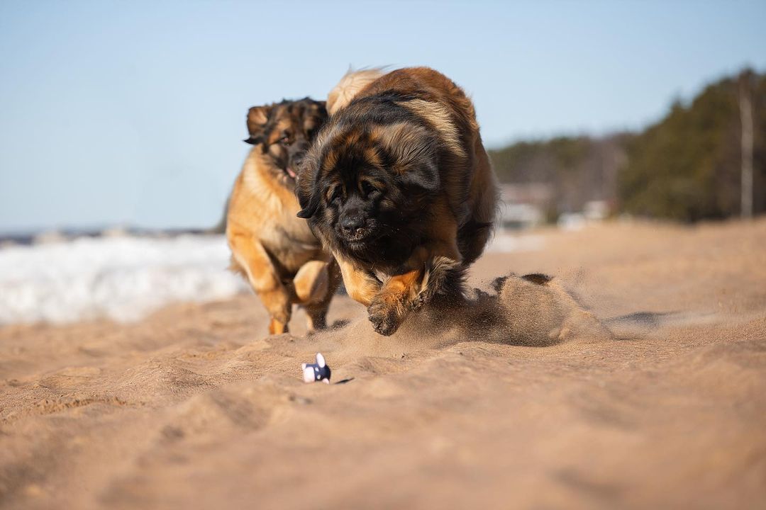 15 Amazing Facts About Leonbergers You Probably Never Knew 10