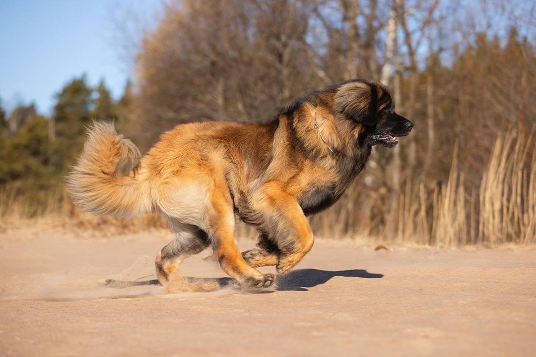 15 Amazing Facts About Leonbergers You Probably Never Knew 11