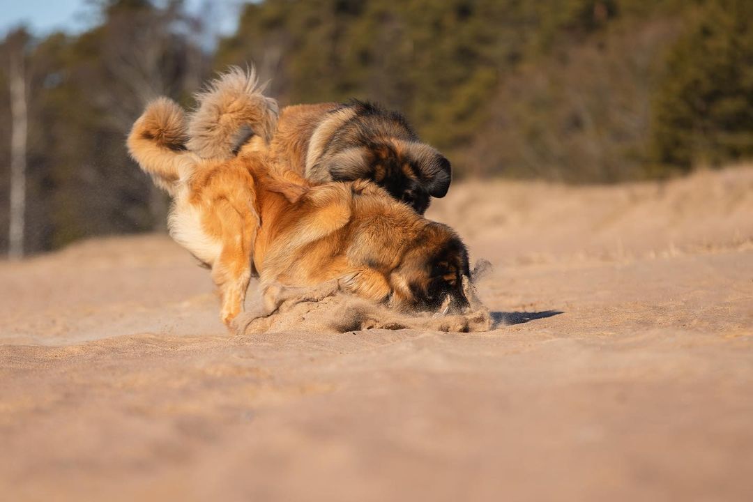 15 Amazing Facts About Leonbergers You Probably Never Knew 9