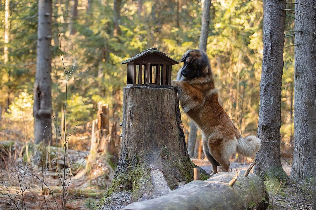 15 Amazing Facts About Leonbergers You Probably Never Knew 11