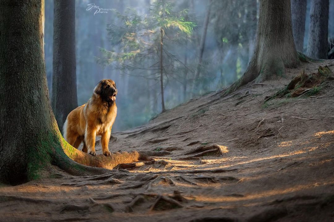 15 Cool Facts About Leonbergers 9