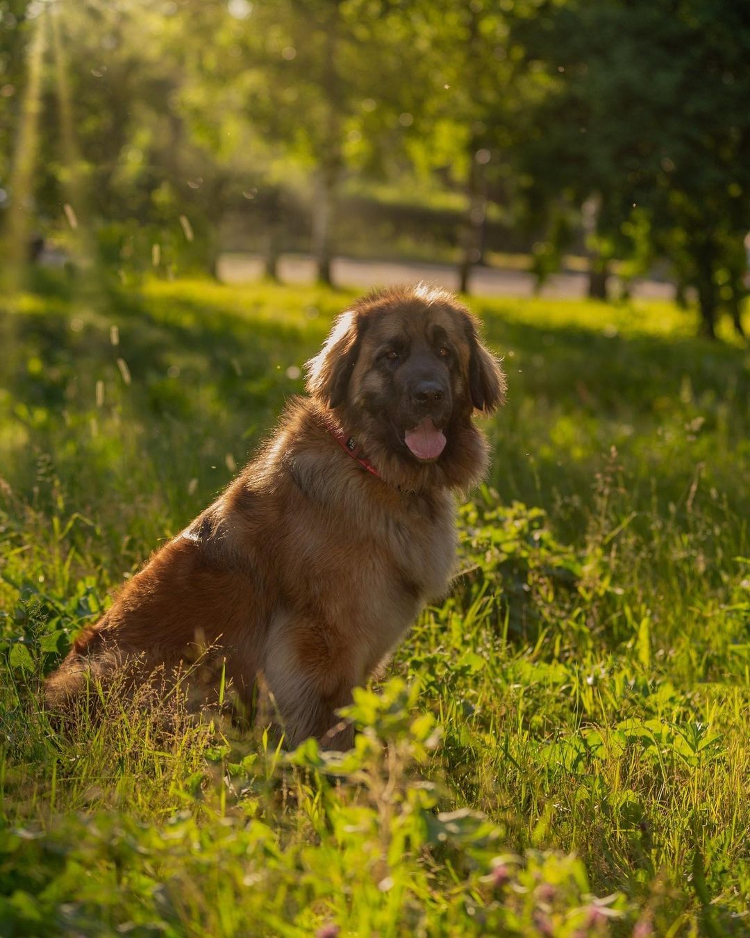 15 Amazing Facts About Leonbergers You Probably Never Knew 9
