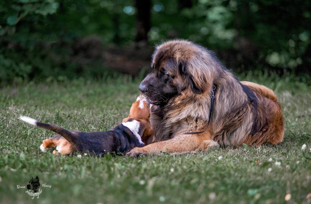 15 Amazing Facts About Leonbergers You Probably Never Knew 10