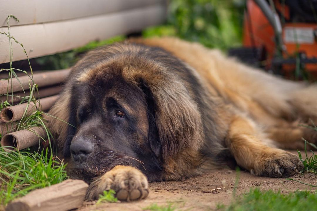 15 Amazing Facts About Leonbergers You Probably Never Knew 11