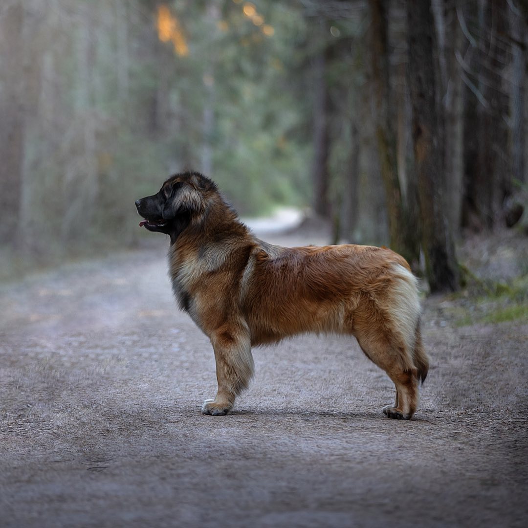15 Amazing Facts About Leonbergers You Probably Never Knew 9