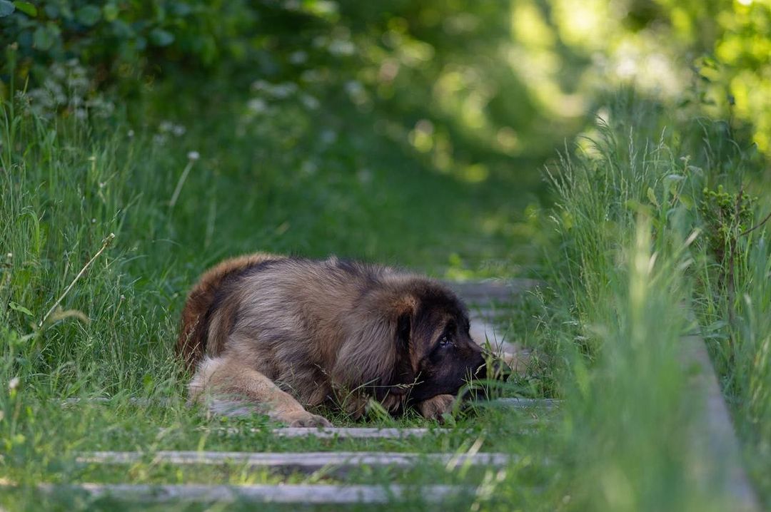 15 Amazing Facts About Leonbergers You Probably Never Knew 10