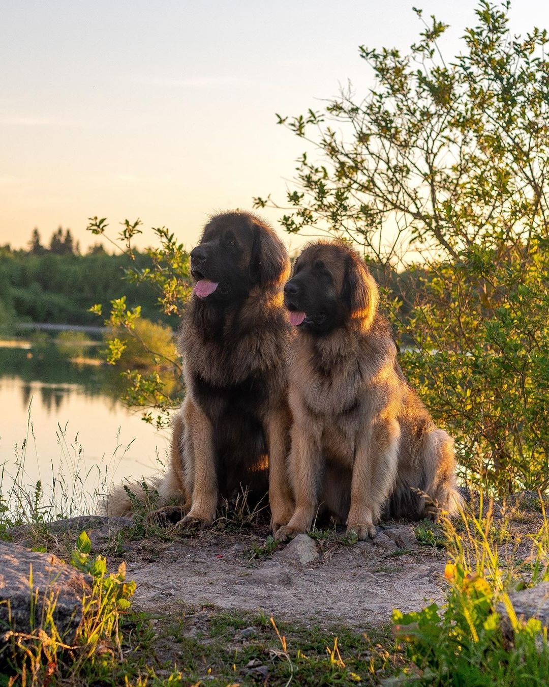 15 Amazing Facts About Leonbergers You Probably Never Knew 11