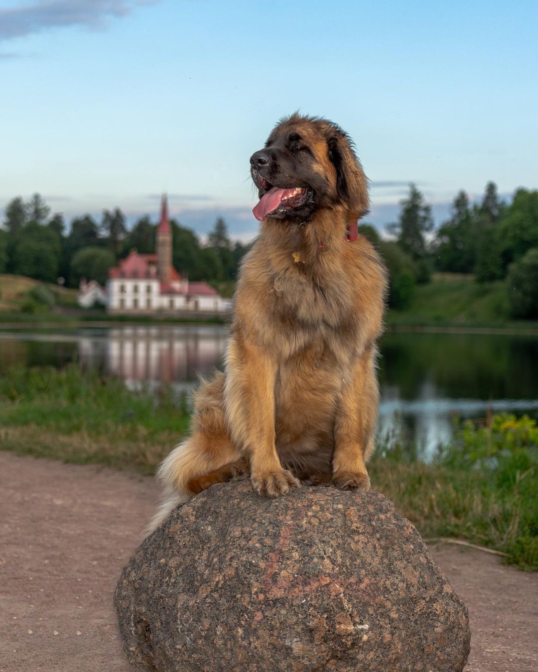 15 Cool Facts About Leonbergers 10