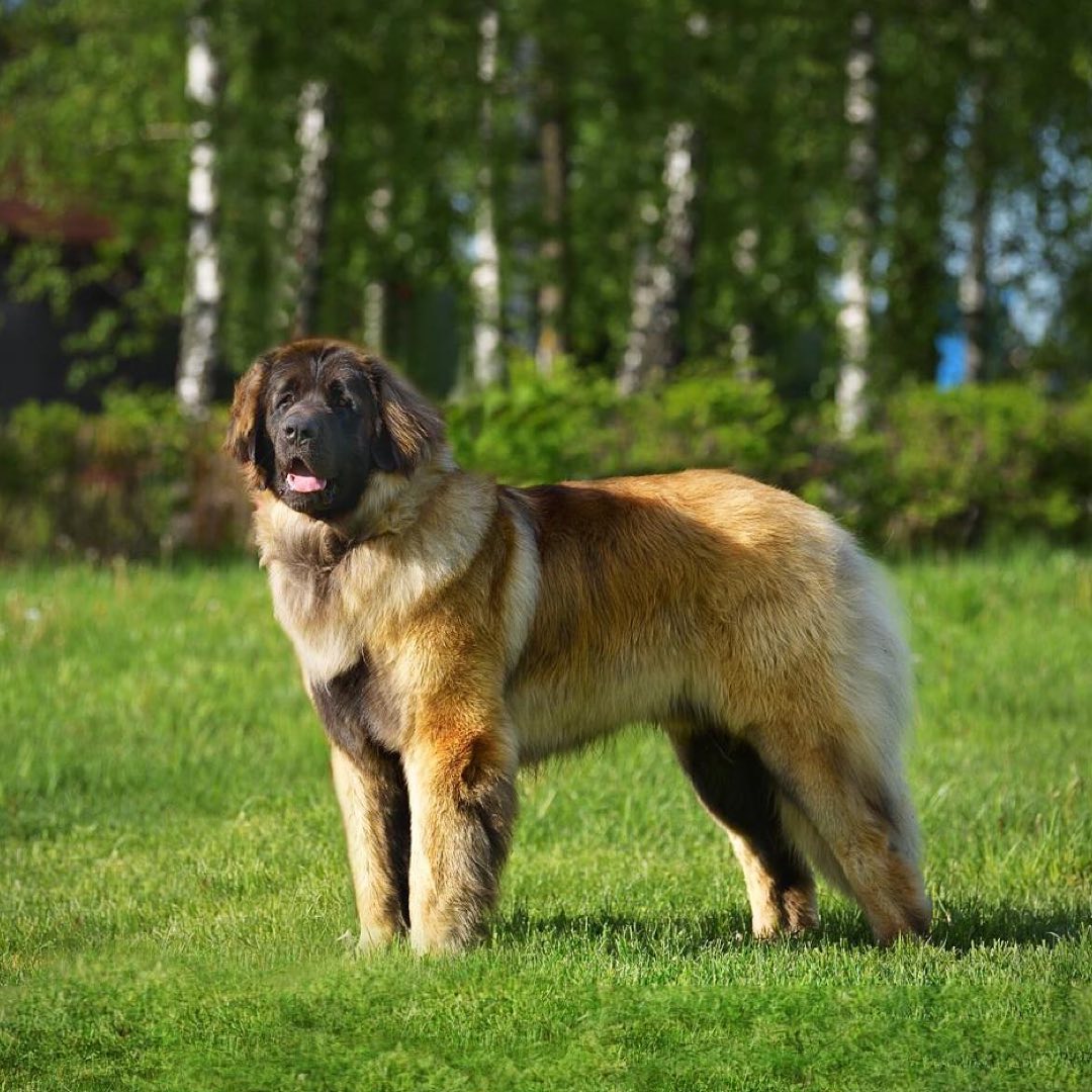 15 Cool Facts About Leonbergers 11