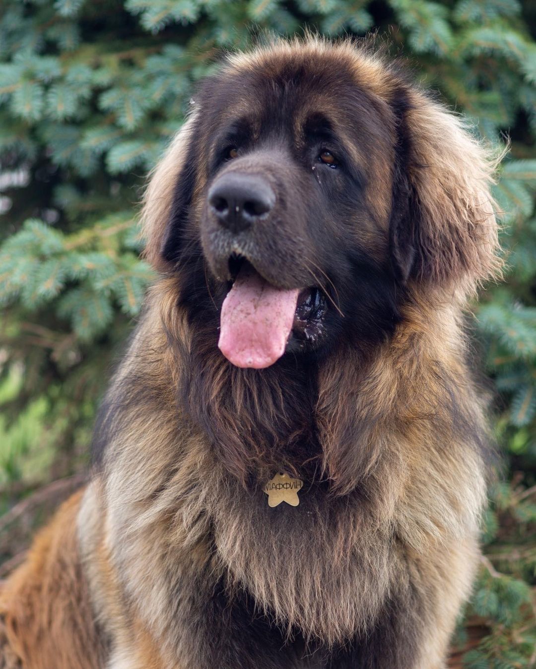 15 Cool Facts About Leonbergers 9