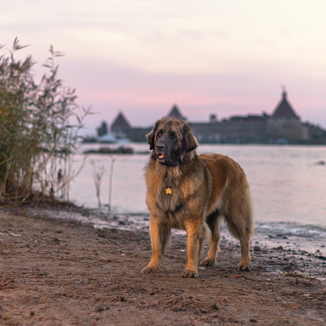 15 Cool Facts About Leonbergers 11