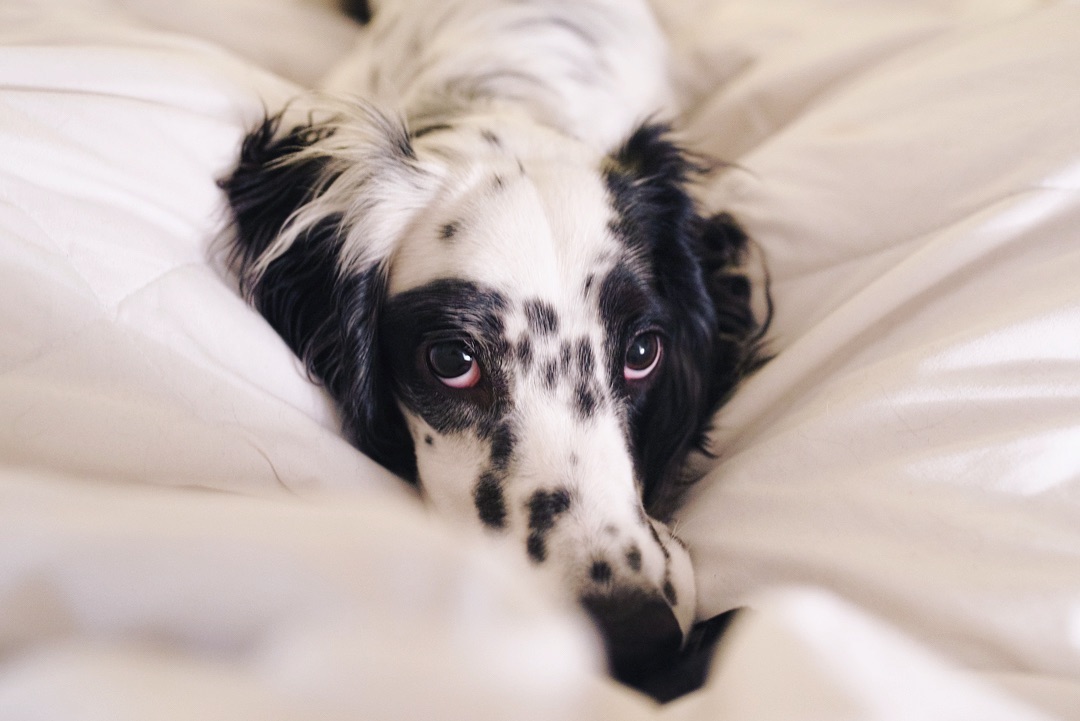 15 Interesting Facts About English Setters You Probably Never Knew 9 15 Interesting Facts About English Setters You Probably Never Knew 9
