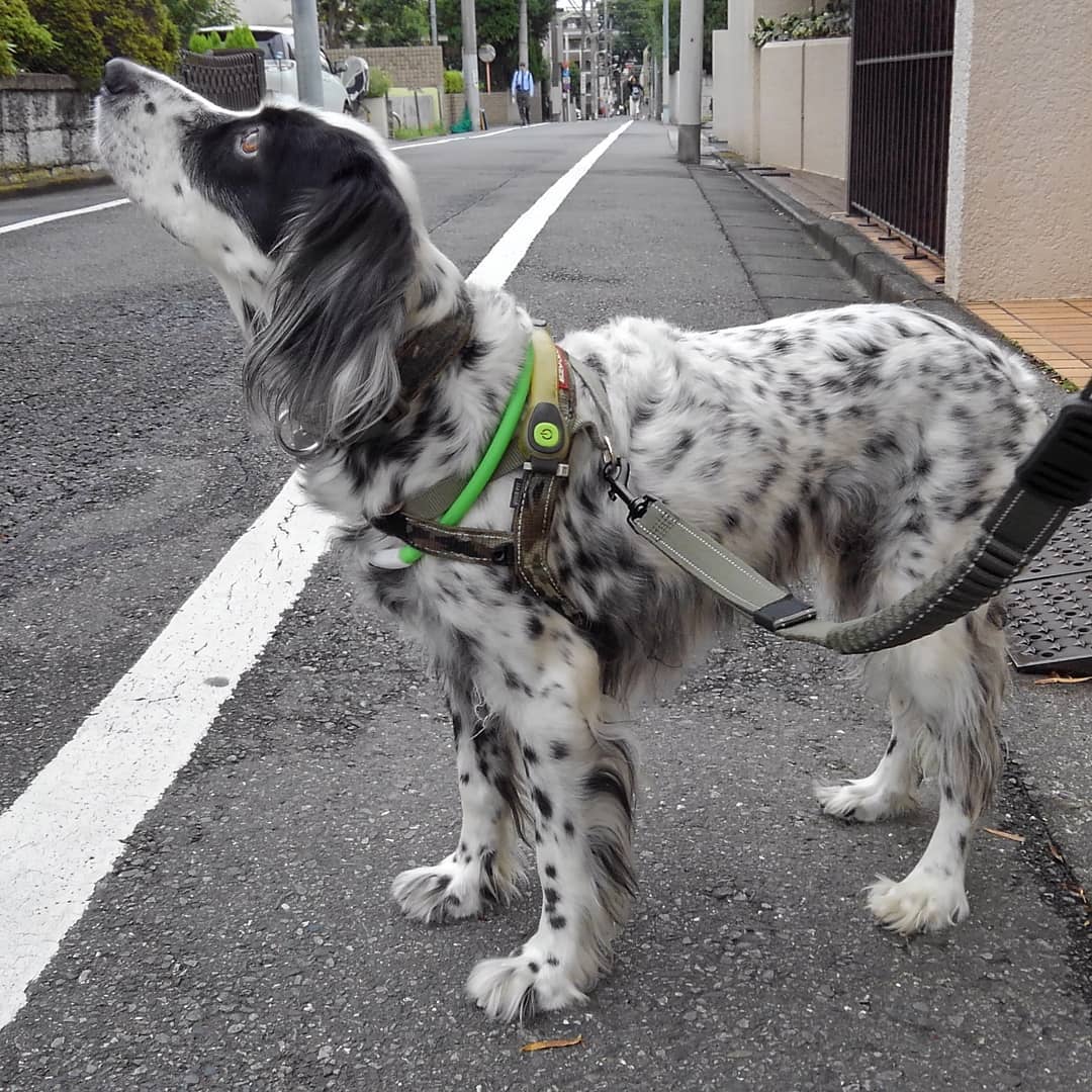 15 Interesting Facts About English Setters You Probably Never Knew 10