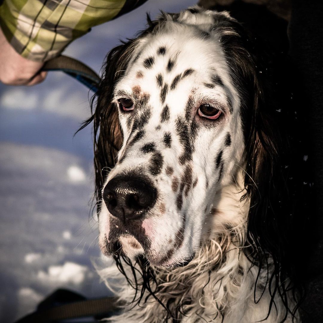 15 Interesting Facts About English Setters You Probably Never Knew 11