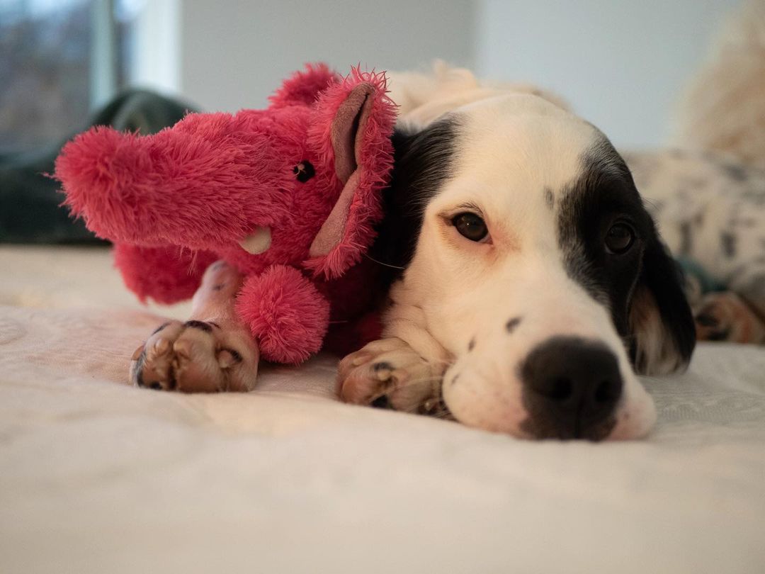 15 Interesting Facts About English Setters You Probably Never Knew 9