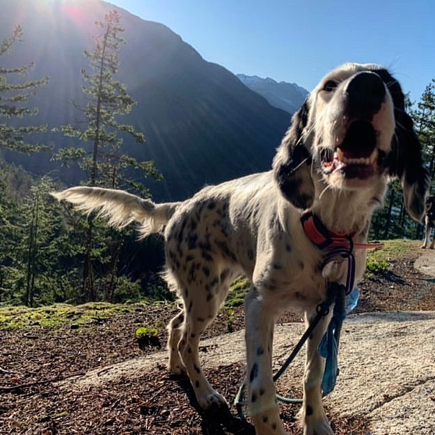 15 Interesting Facts About English Setters You Probably Never Knew 10