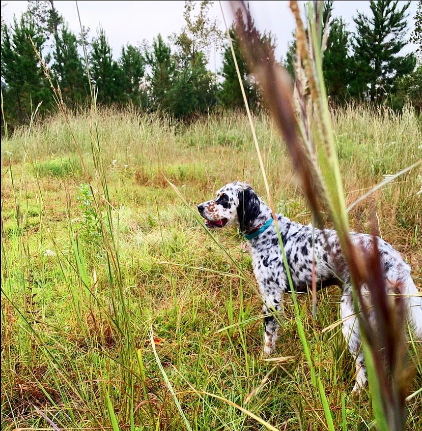 15 Cool Facts About English Setters 9