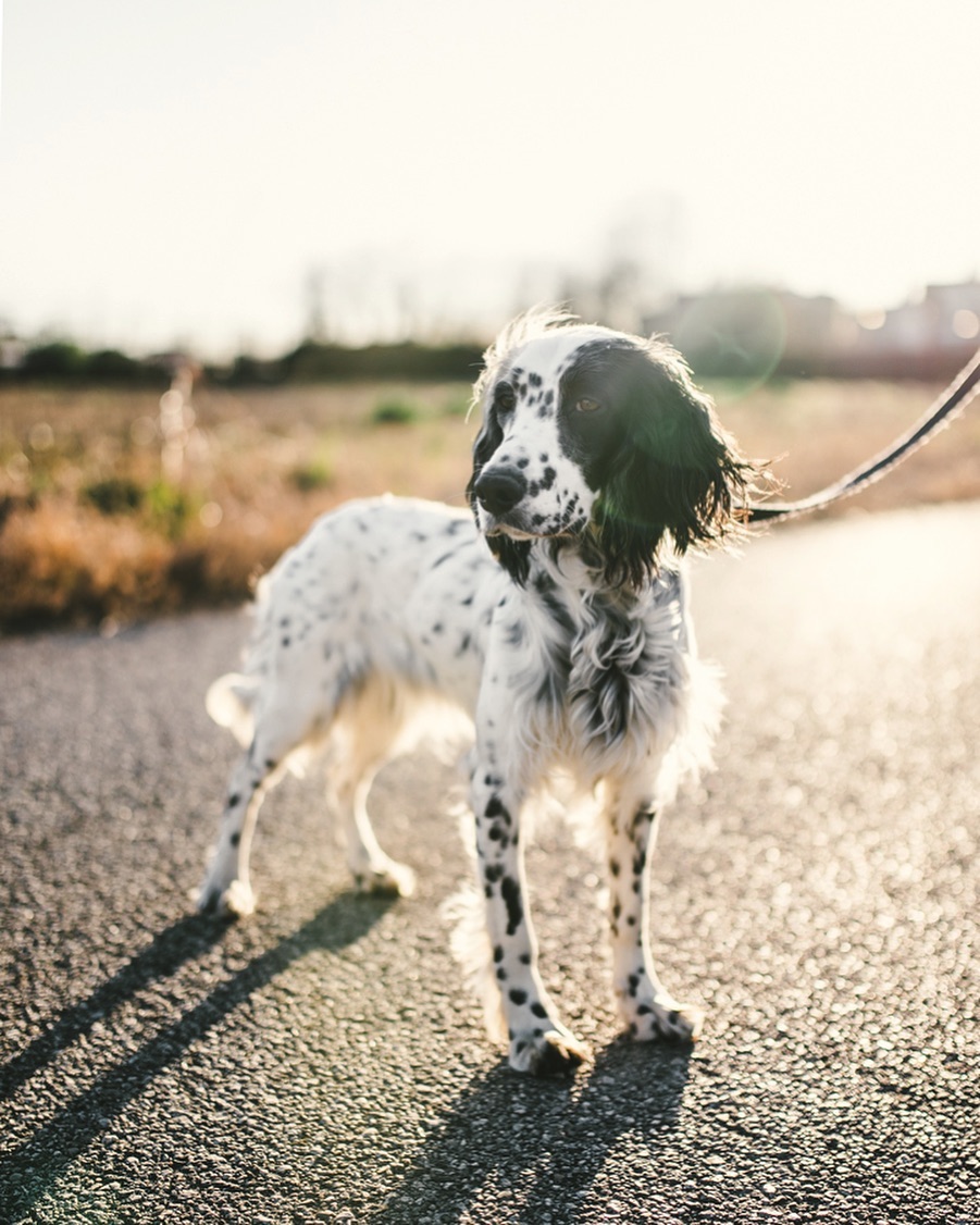 15 Interesting Facts About English Setters You Probably Never Knew 10 15 Interesting Facts About English Setters You Probably Never Knew 10