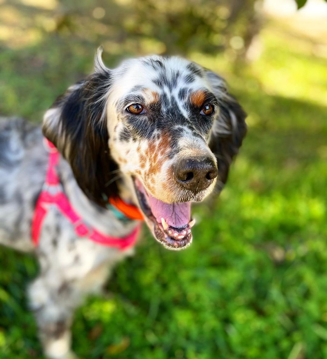 15 Cool Facts About English Setters 10