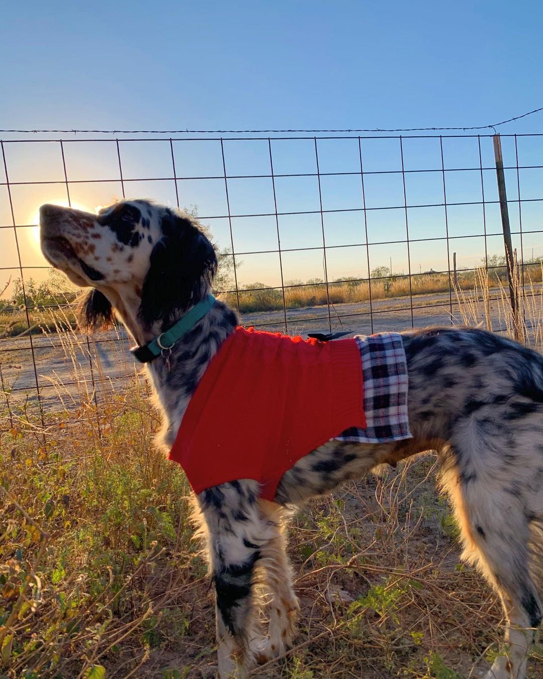 15 Cool Facts About English Setters 11