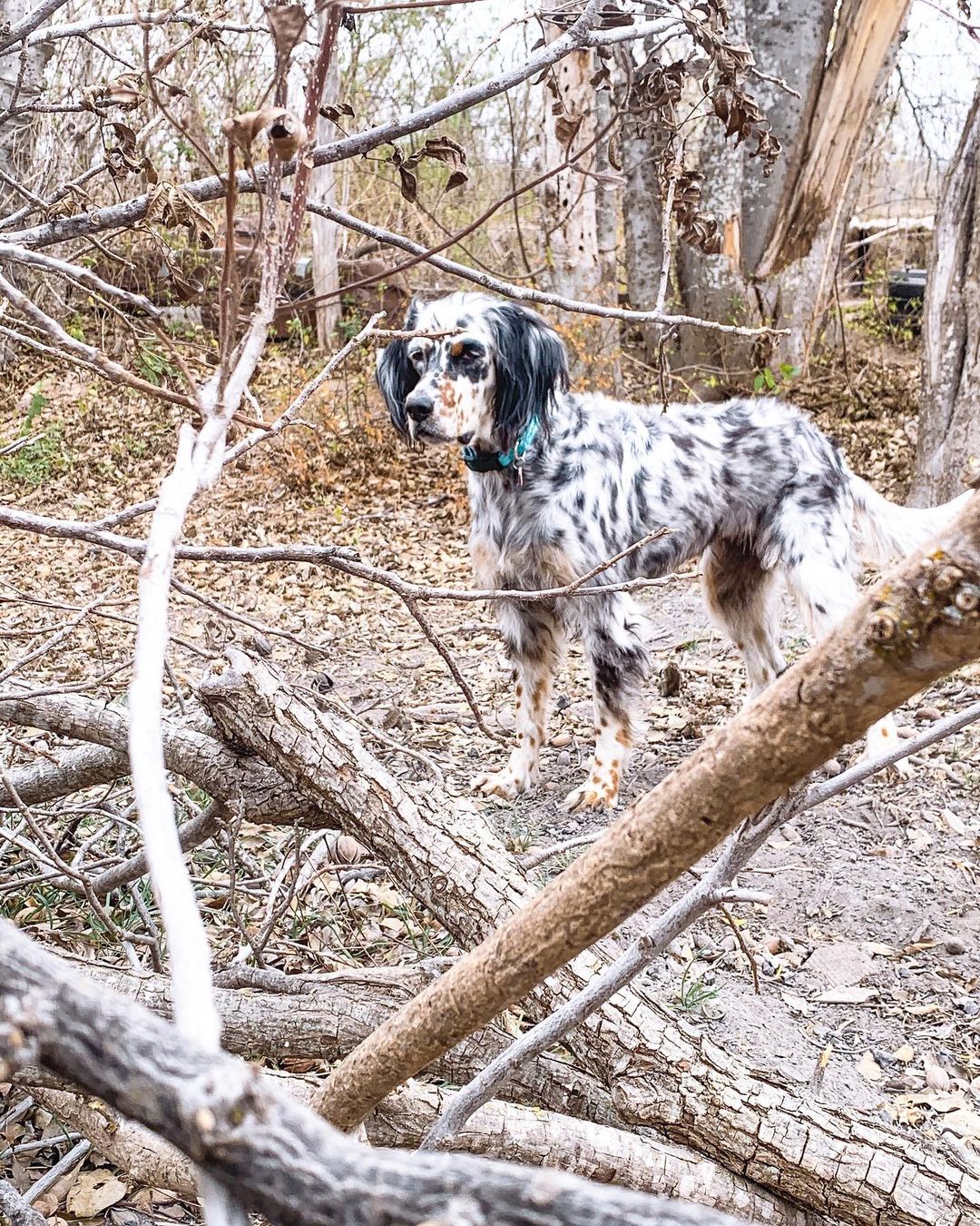 15 Cool Facts About English Setters 9