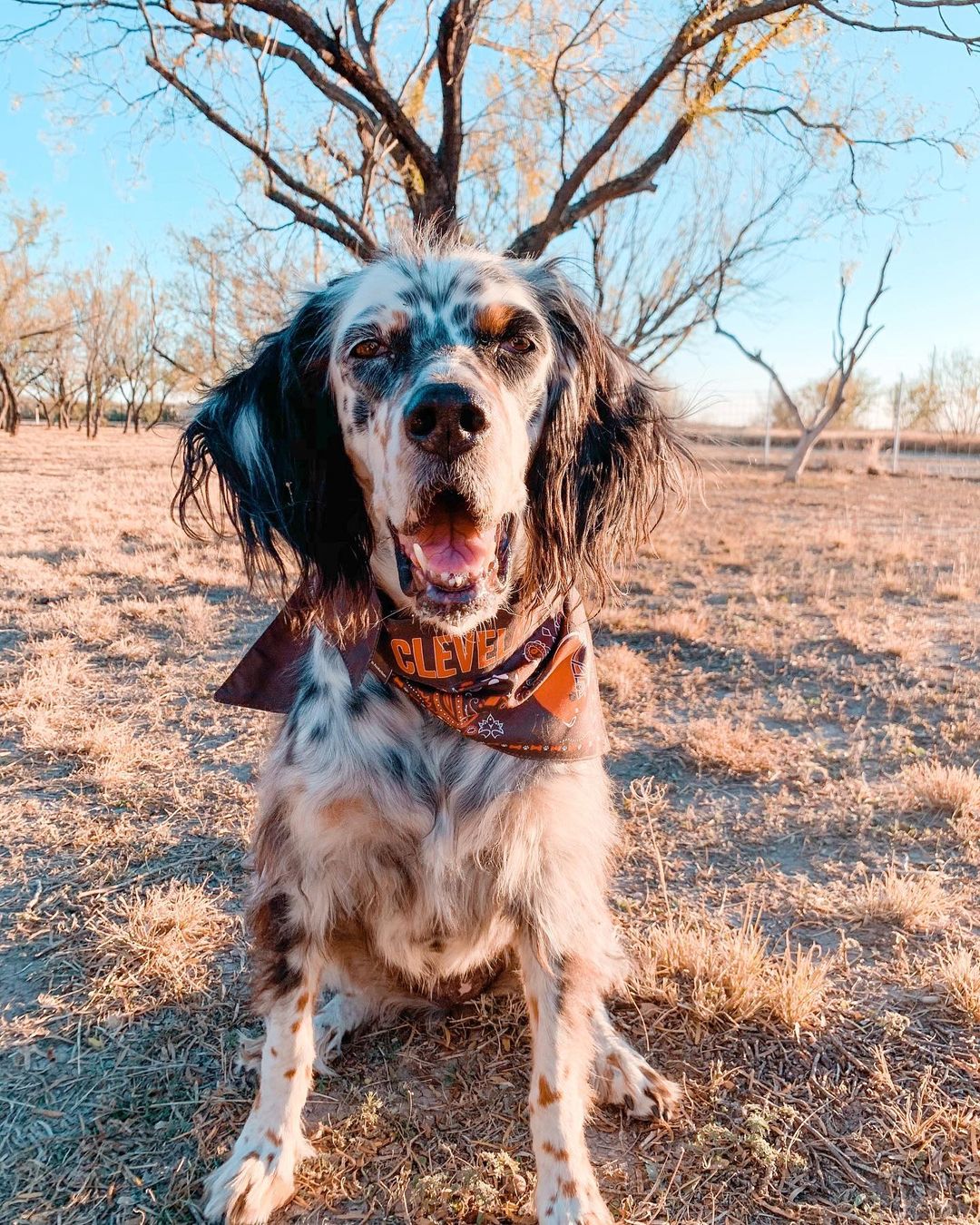 15 Cool Facts About English Setters 10