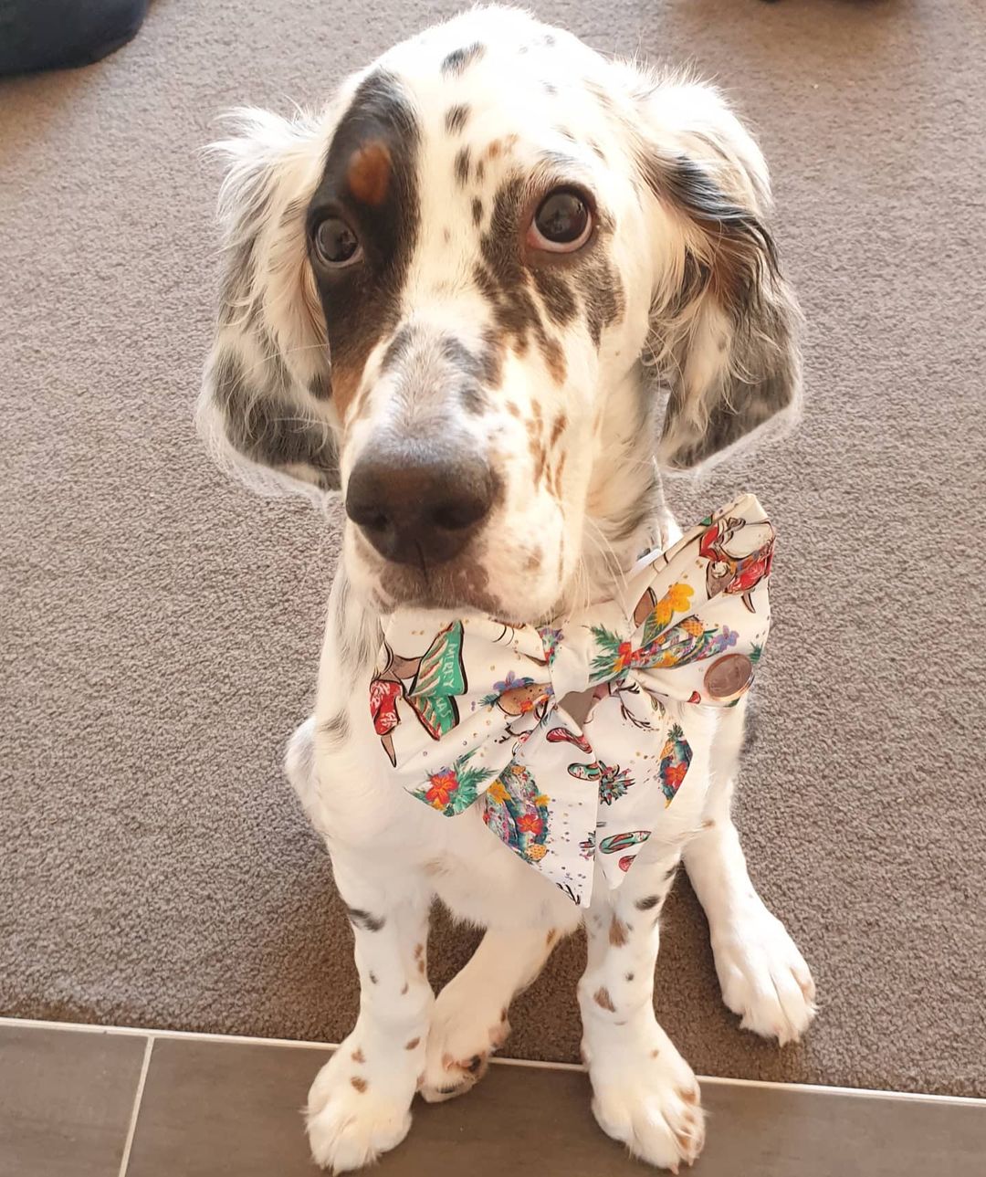 15 Cool Facts About English Setters 11